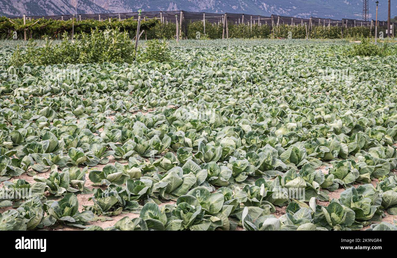 cabbage cultivation  field  -  Trentino Alto Adige, northern Italy - Brassica oleracea Stock Photo