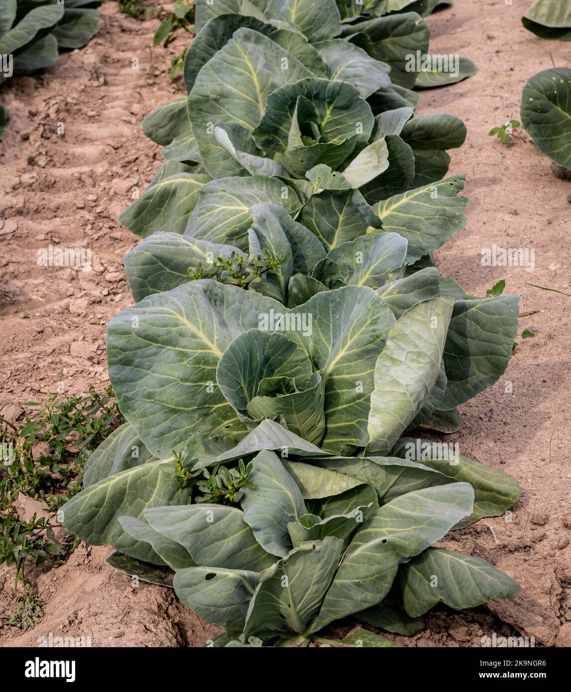 cabbage cultivation  field  -  Trentino Alto Adige, northern Italy - Brassica oleracea Stock Photo