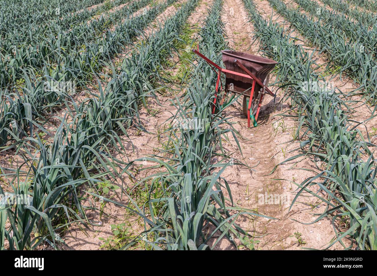 A field of young green leek plantations. Growing vegetables on the farm, harvesting for sale - Allium ampeloprasum Stock Photo
