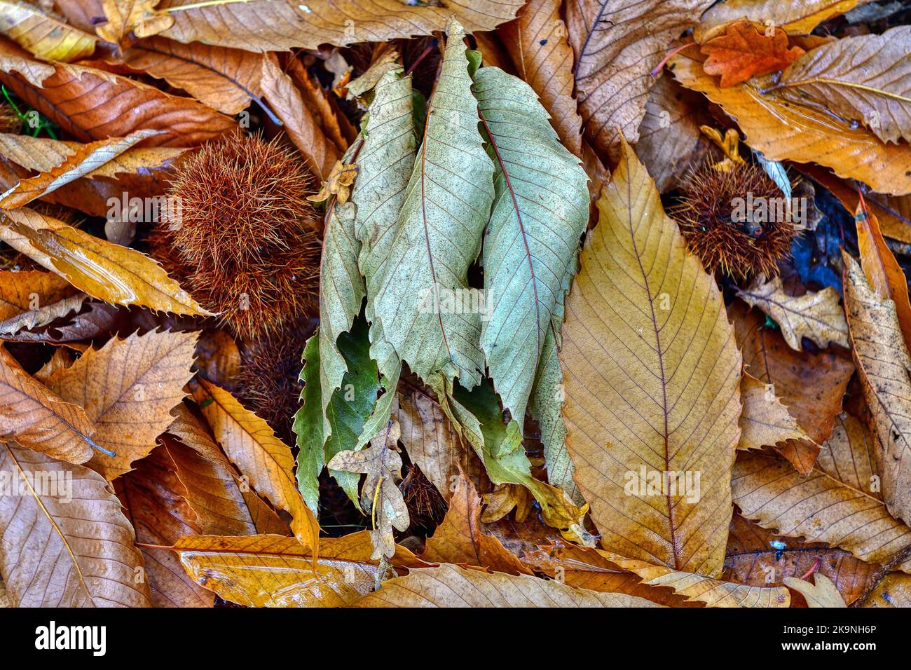 Fallen autumn leaves on the ground Stock Photo Alamy