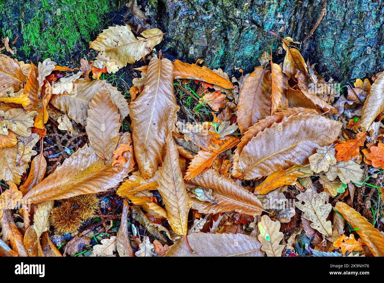 Fallen autumn leaves on the ground Stock Photo - Alamy