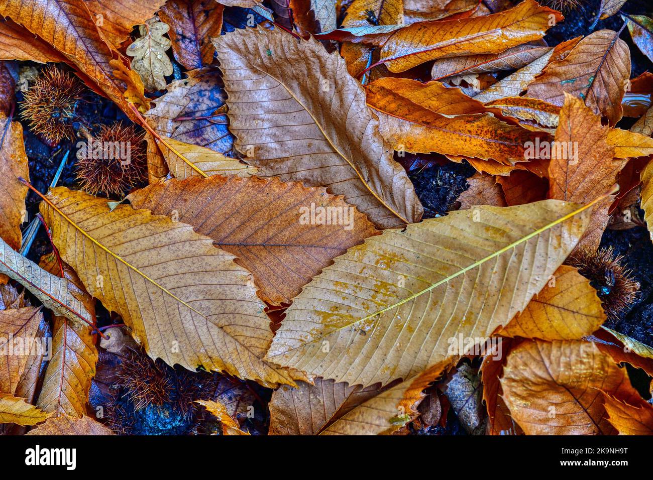Fallen autumn leaves on the ground Stock Photo Alamy