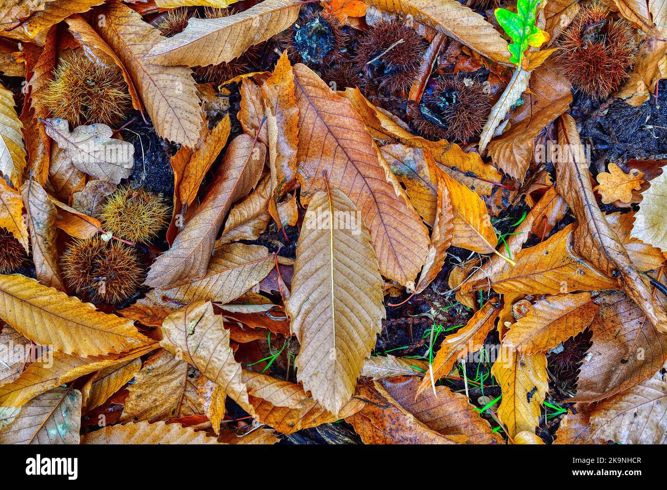 Fallen autumn leaves on the ground Stock Photo - Alamy