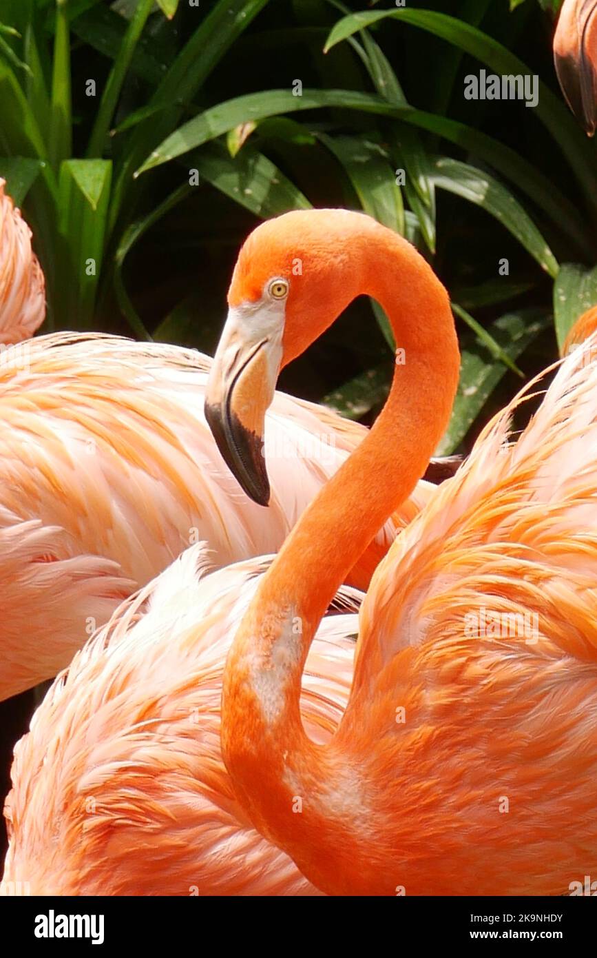 red and pink flamingos in singapore zoo Stock Photo - Alamy