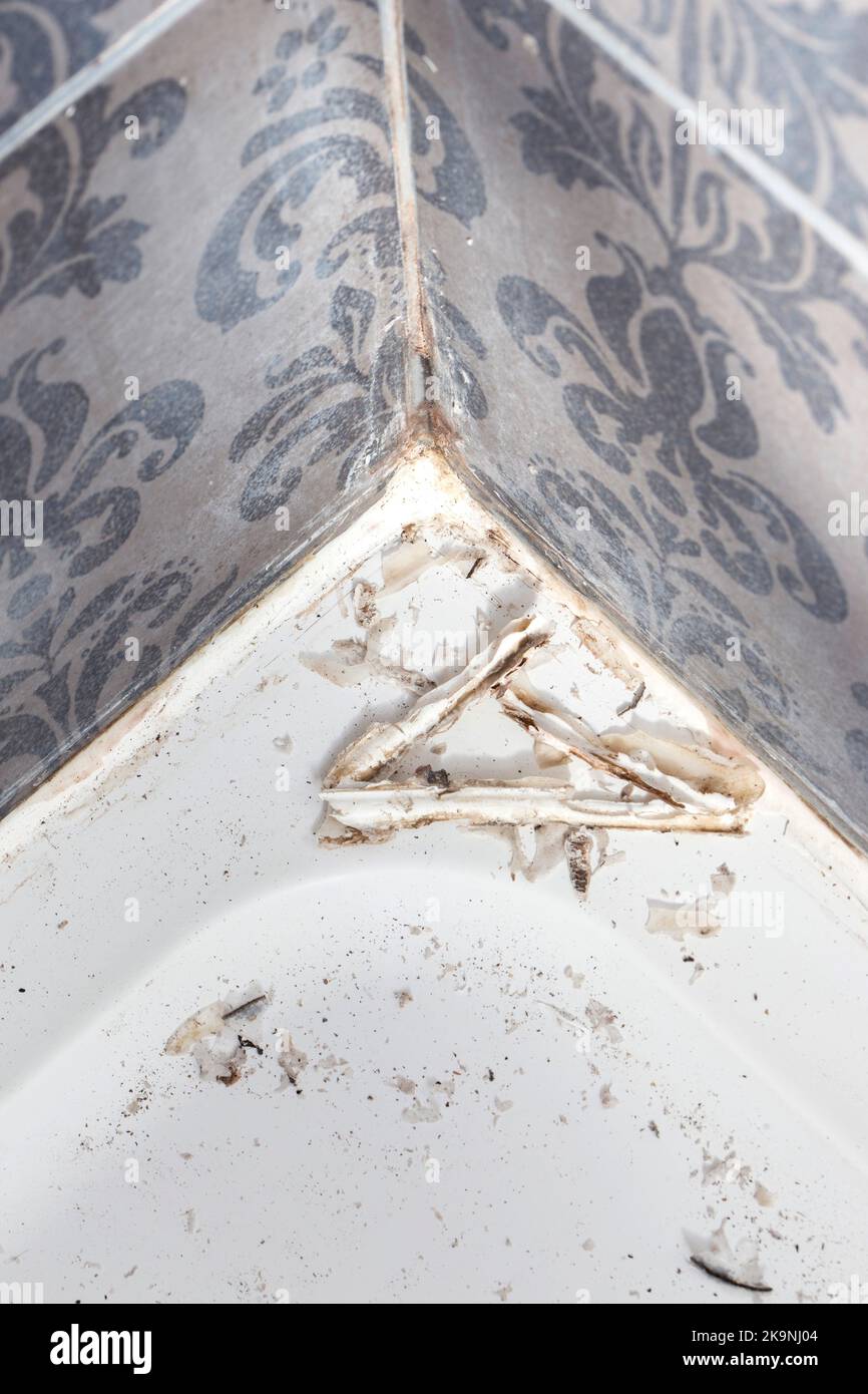 Mould on silicone sealant removed from around the base of a shower cubicle in a bathroom