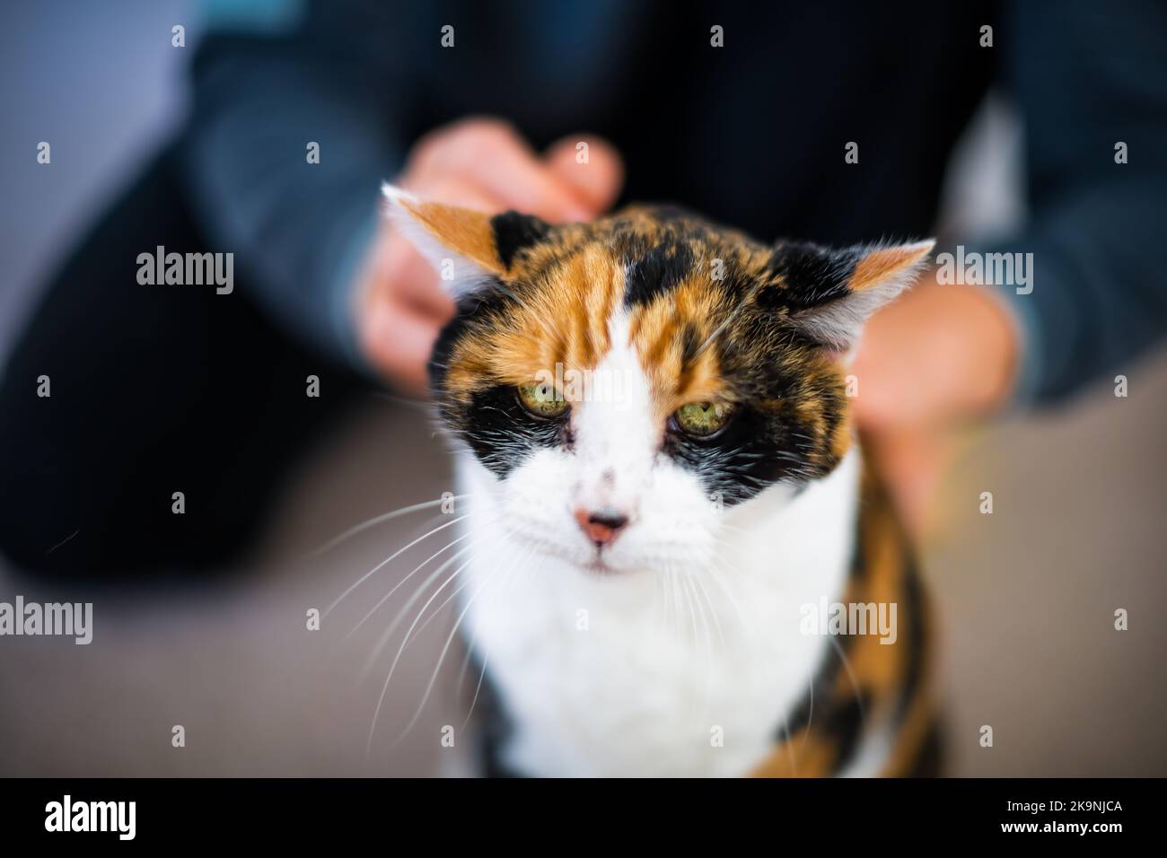 Man pet owner bonding with calico cat by rubbing petting head friends friendship companion pet, adorable kitty Stock Photo