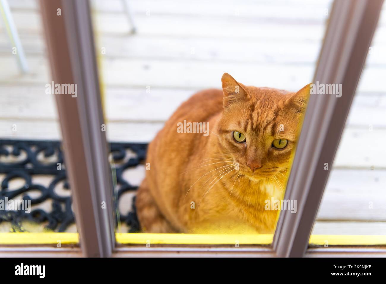 One fat obese overweight stray abandoned ginger tabby cat looking