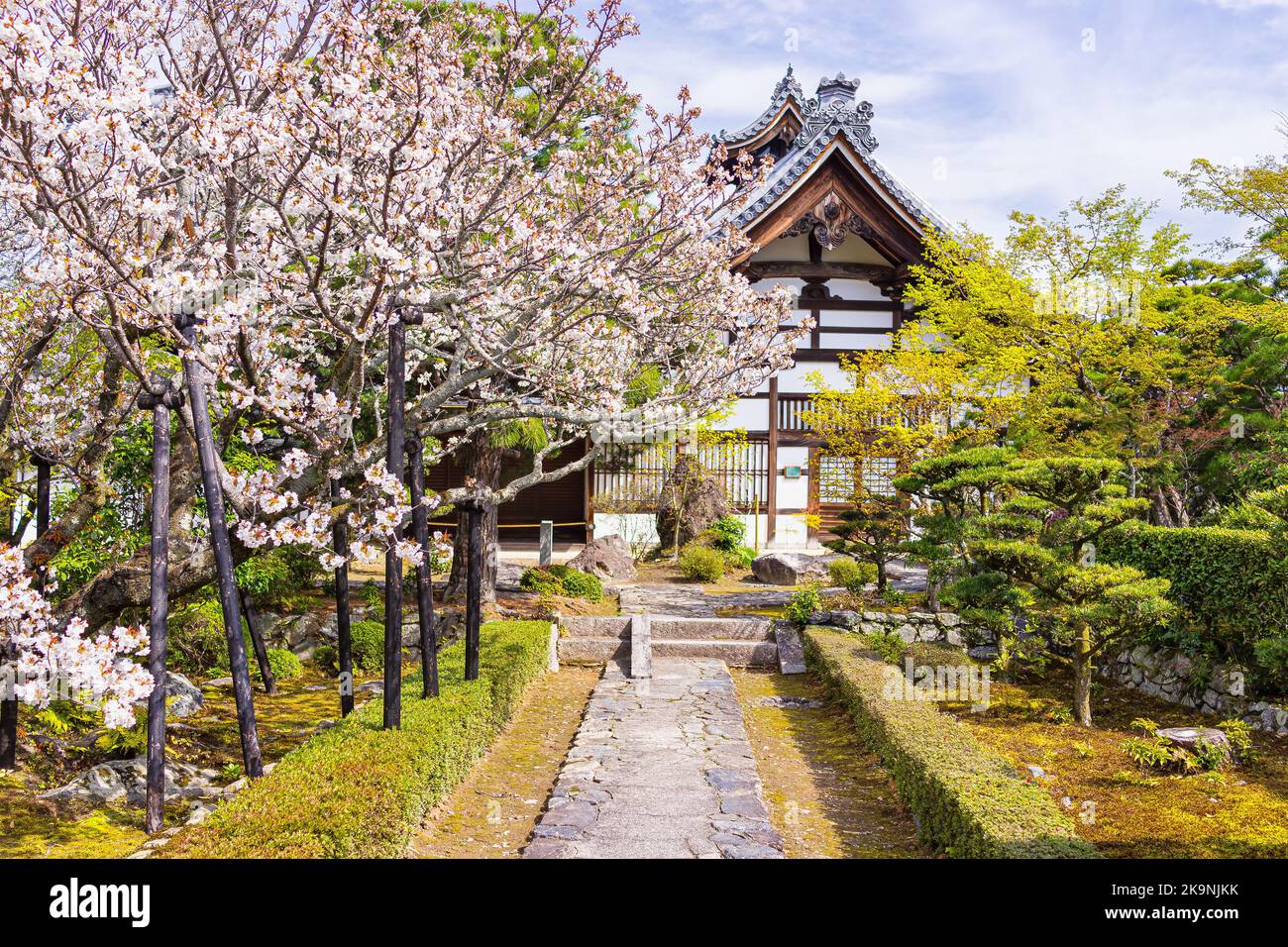 Kyoto, Japan cherry blossom spring blooming sakura flowers pink trees
