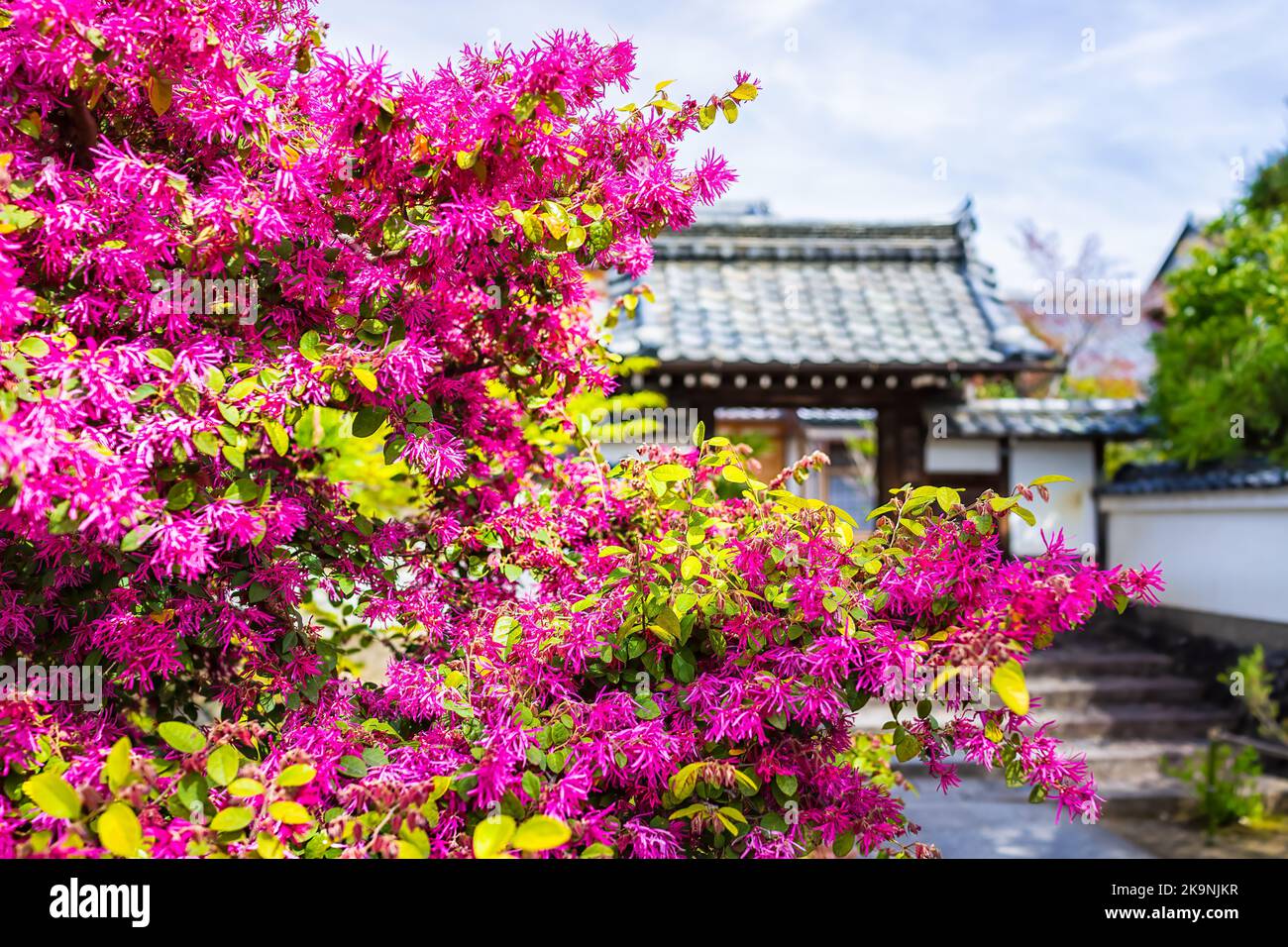 Kyoto, Japan blooming pink Loropetalum chinese fringe flowers foreground of trees in spring garden park in Arashiyama with temple shrine building roof Stock Photo