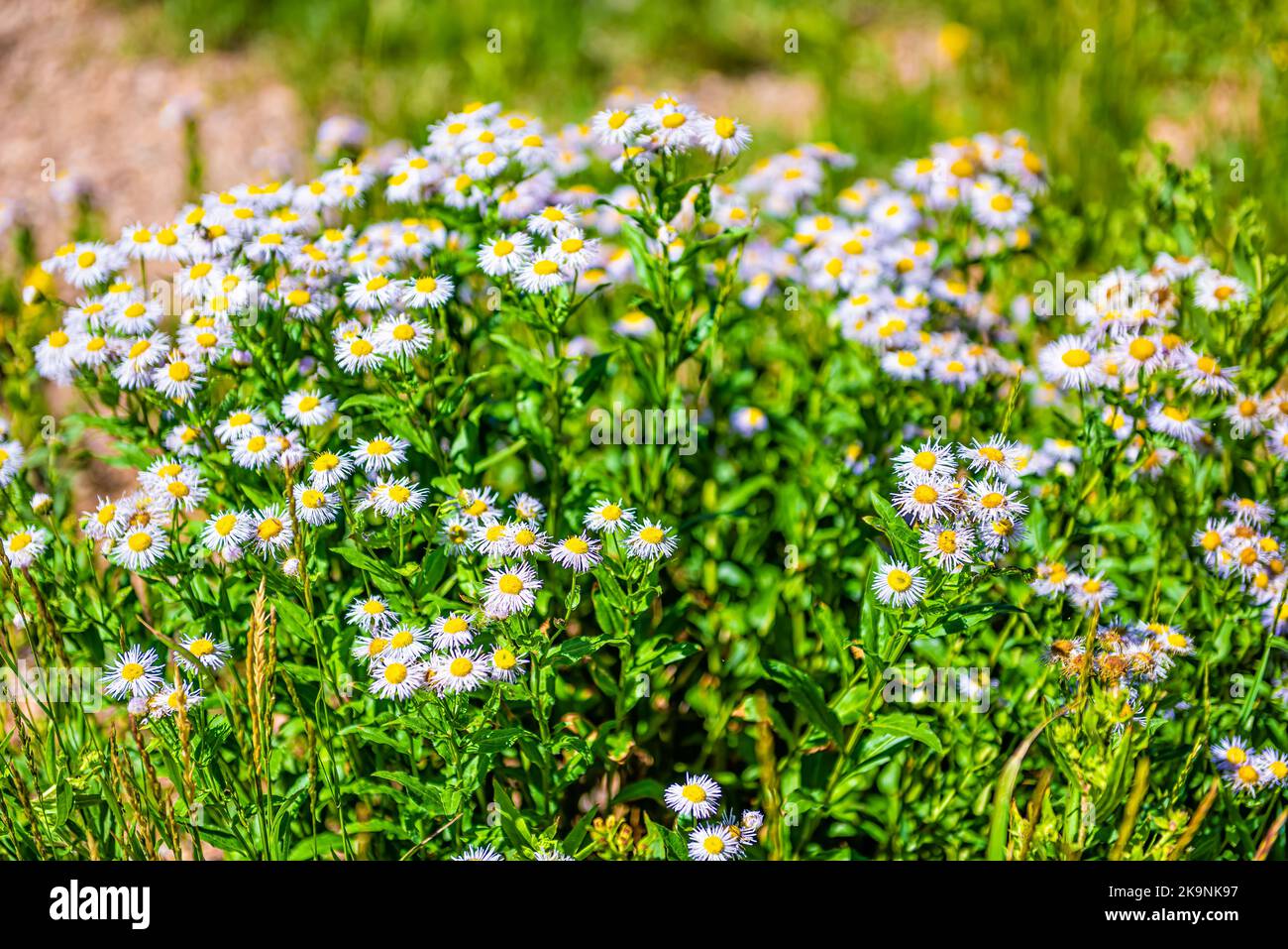 Erigeron caespitosus hi-res stock photography and images - Alamy