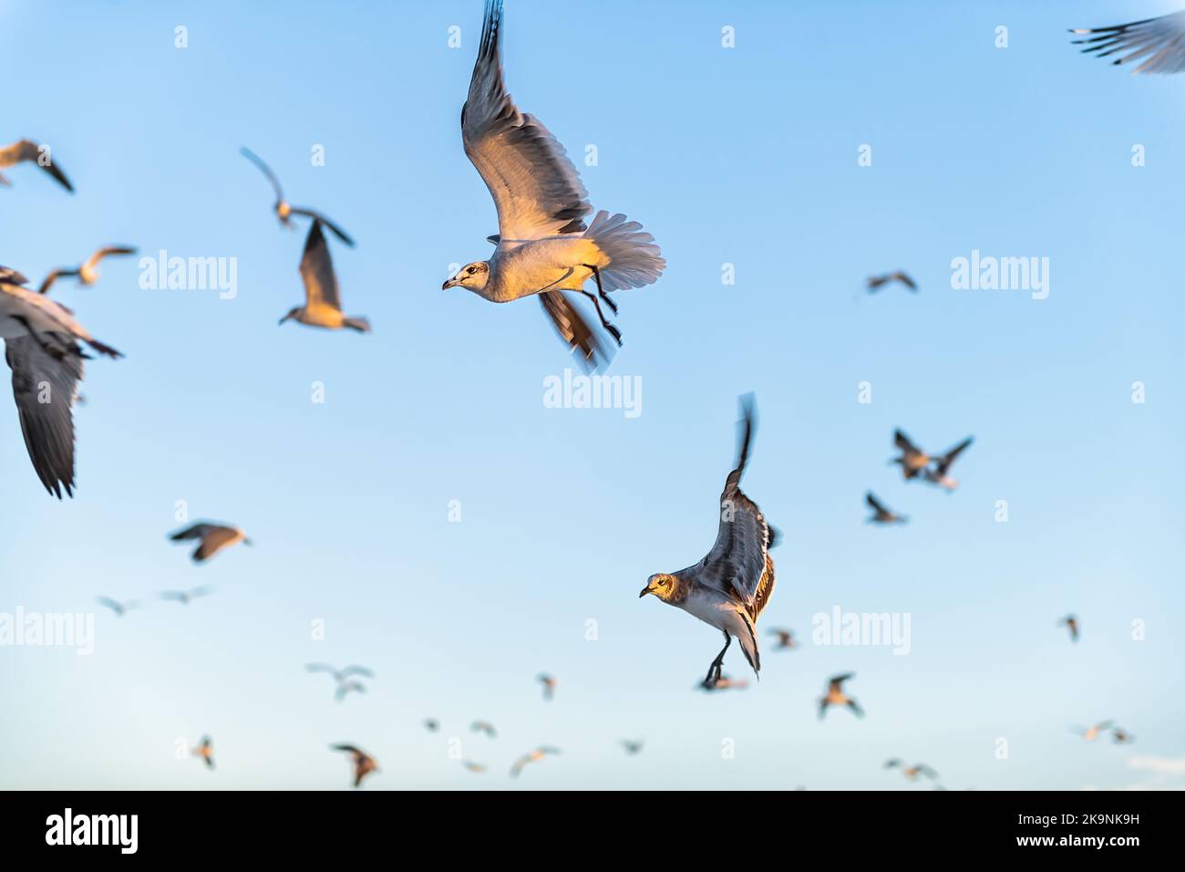 Closeup flock of seagulls birds fighting flying at Myrtle Beach, South Carolina city by Atlantic ocean water swarming in flight in blue sky Stock Photo