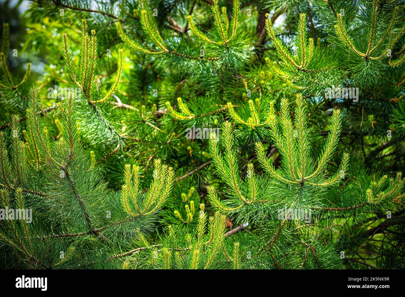 Young green evergreen coniferous spruce pine tree branches with needles in Virginia Shenandoah national park closeup Stock Photo
