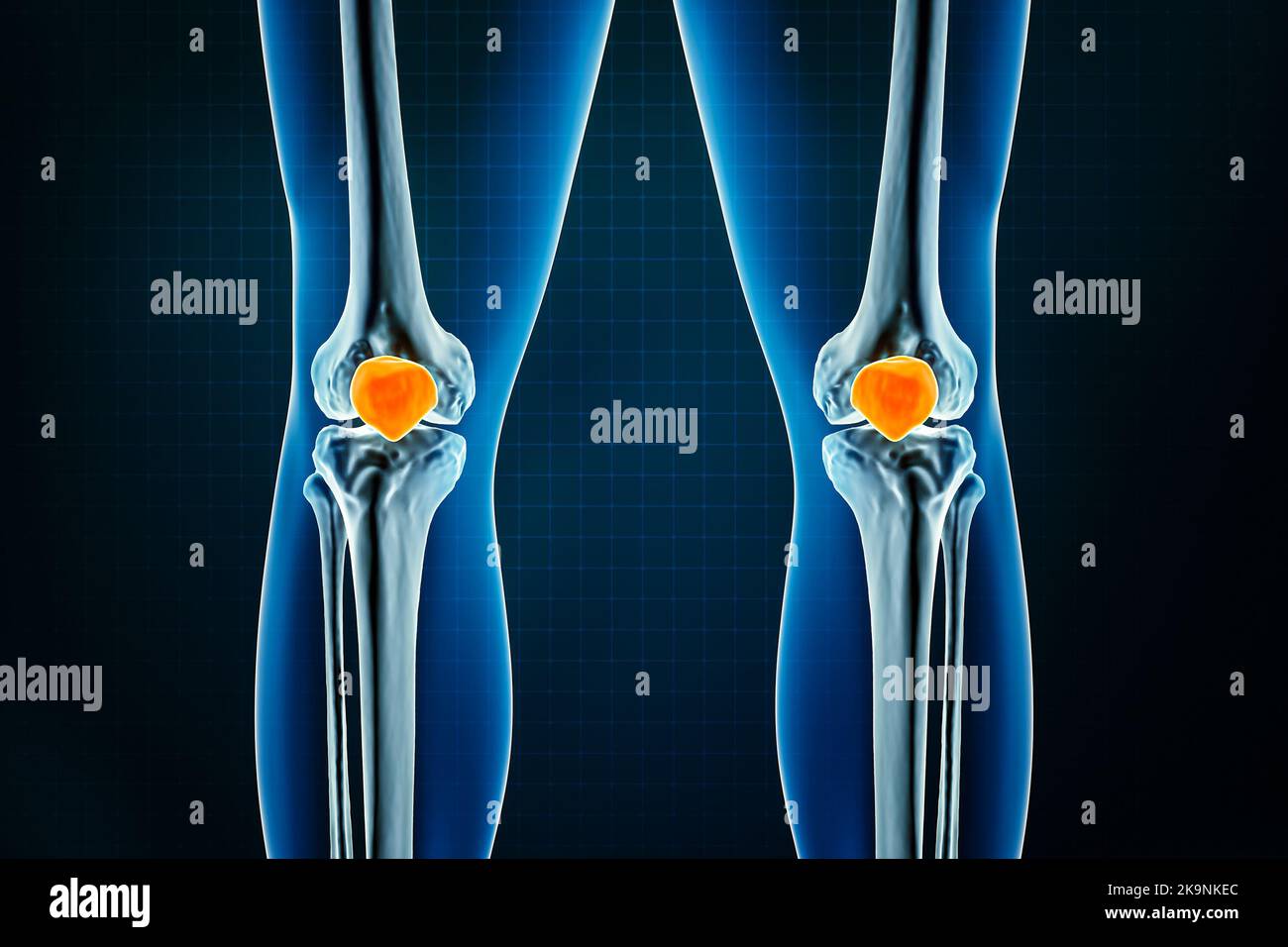 Patella or kneecap bone x-ray front or anterior view. Osteology of the human skeleton, leg or lower limb bones 3D rendering illustration. Anatomy, med Stock Photo