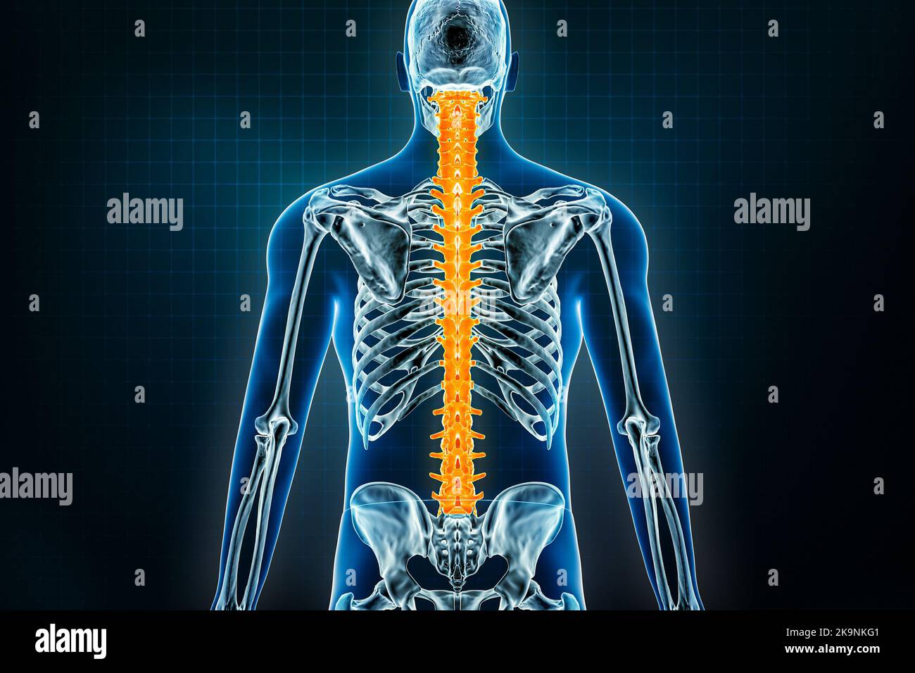 Spine or vertebral column x-ray posterior view. Osteology of the human skeleton, back bones 3D rendering illustration. Anatomy, medical, science, biol Stock Photo