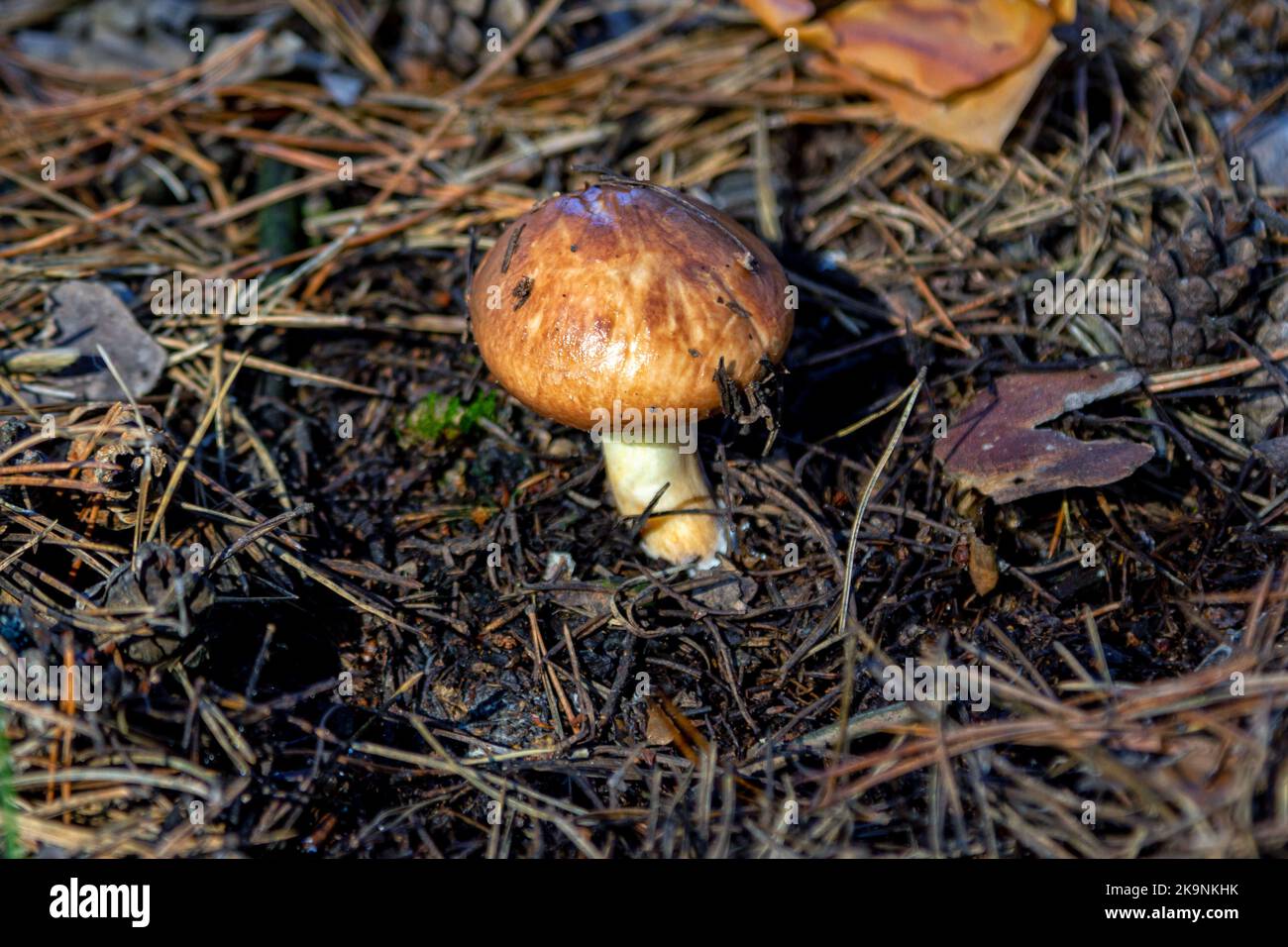 Honey mushroom with brown hat growing in a forest Stock Photo