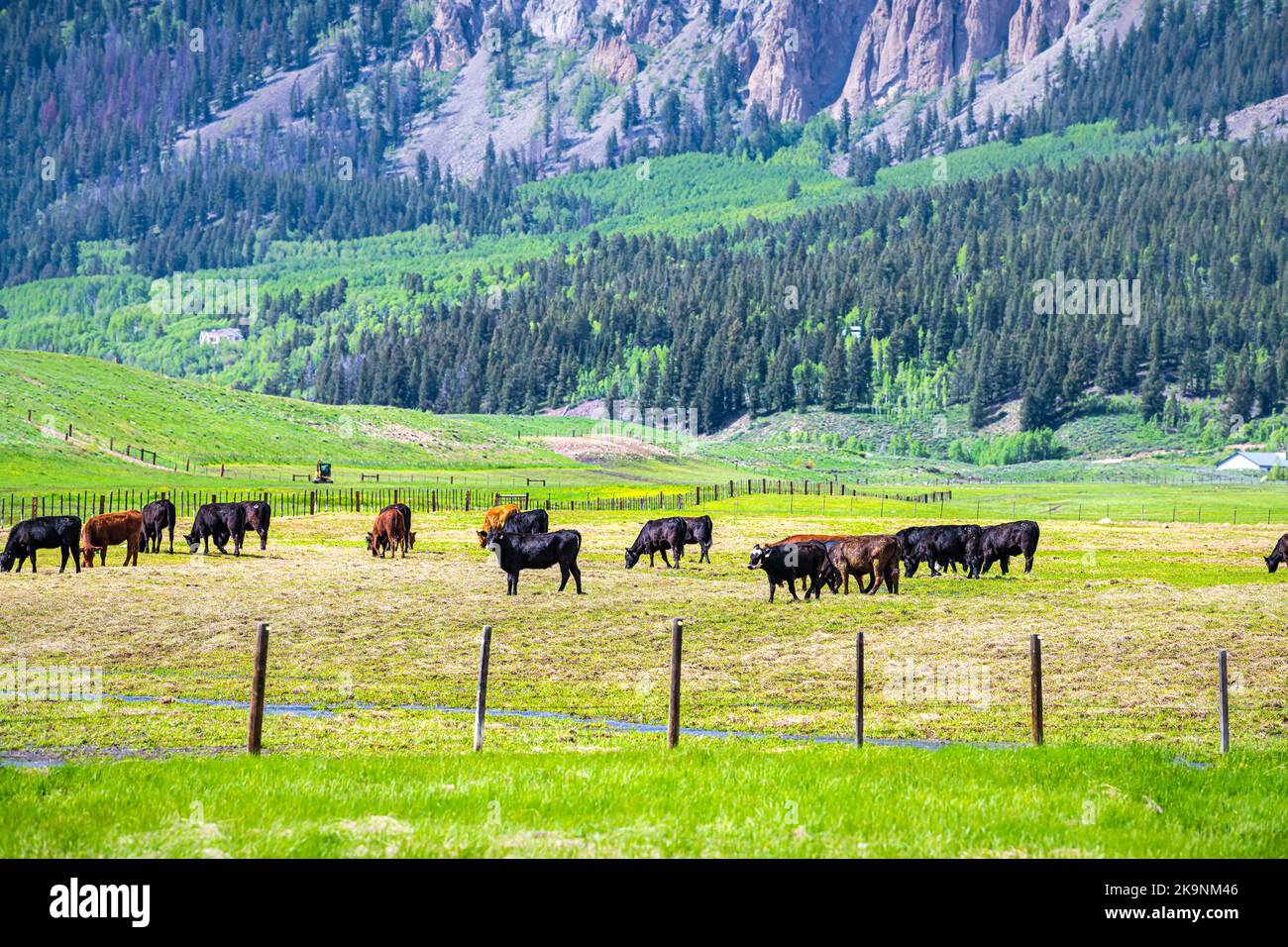 Crested Butte, Colorado rural summer countryside with cows grazing at farm field pasture with view of Rocky Mountains Stock Photo