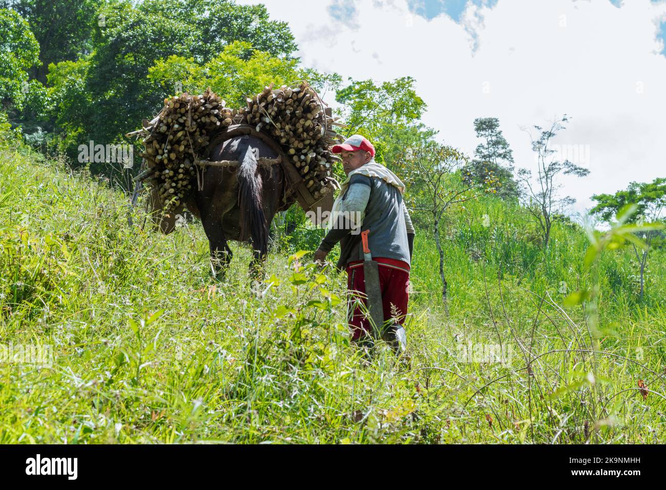 muleteer from the paisa region of colombia carrying a load of sugar cane with his mule, climbing a mountain to reach the sugar mill. brown man looking Stock Photo
