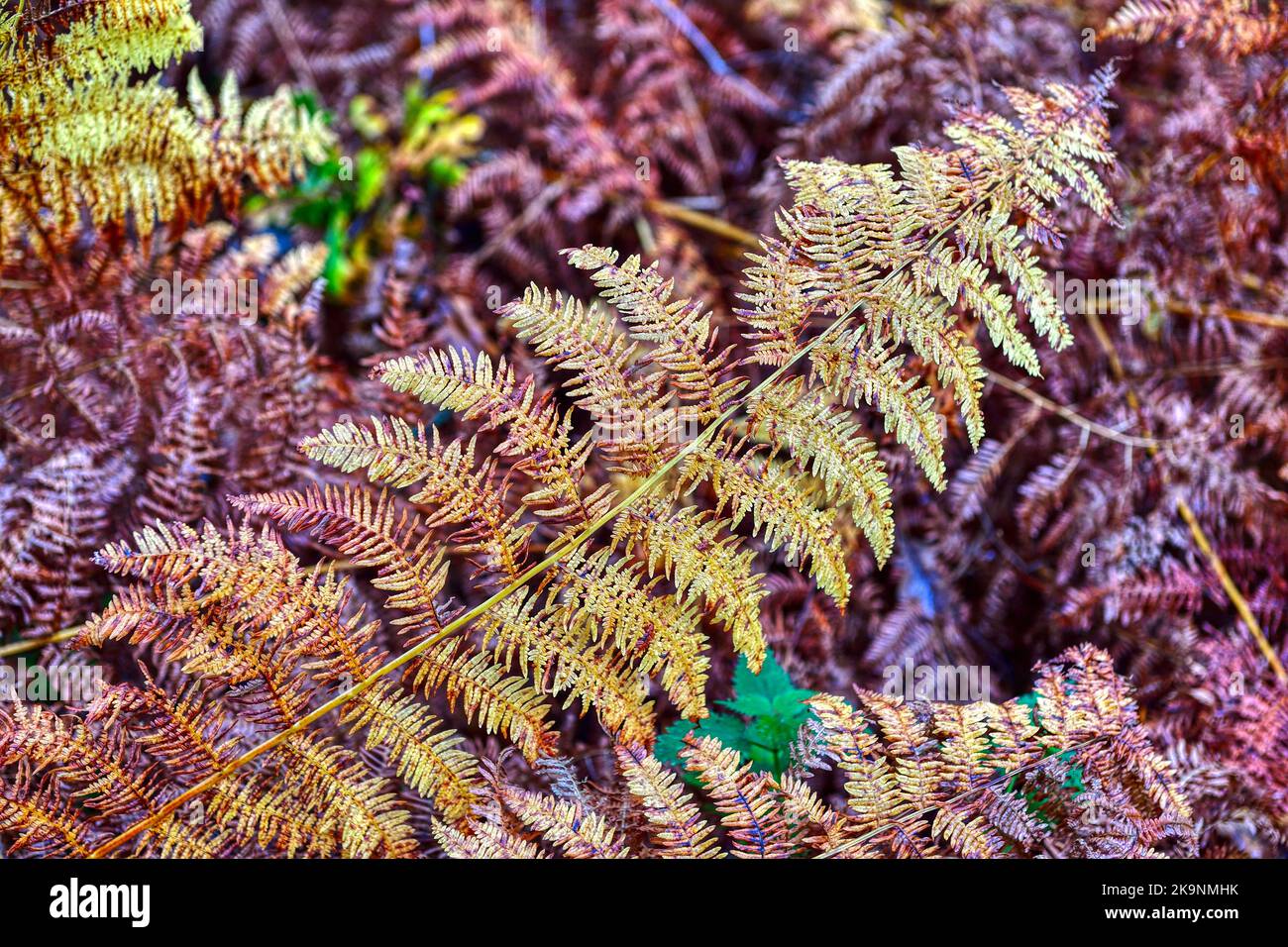 A bracken frond (leaf) changing colour in autumn Stock Photo