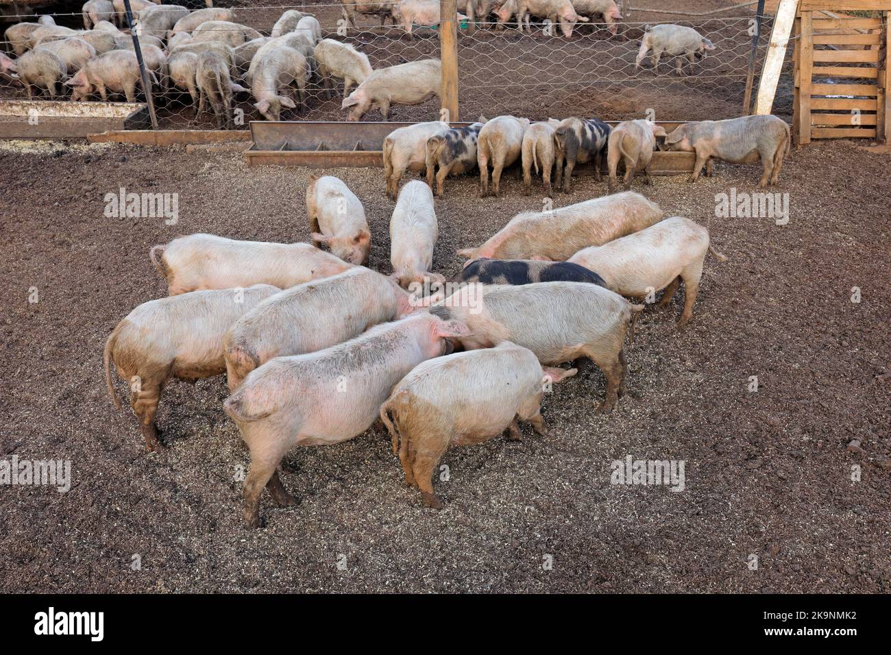 Pigs feeding in pens on a rural pig farm of rural Namibia Stock Photo