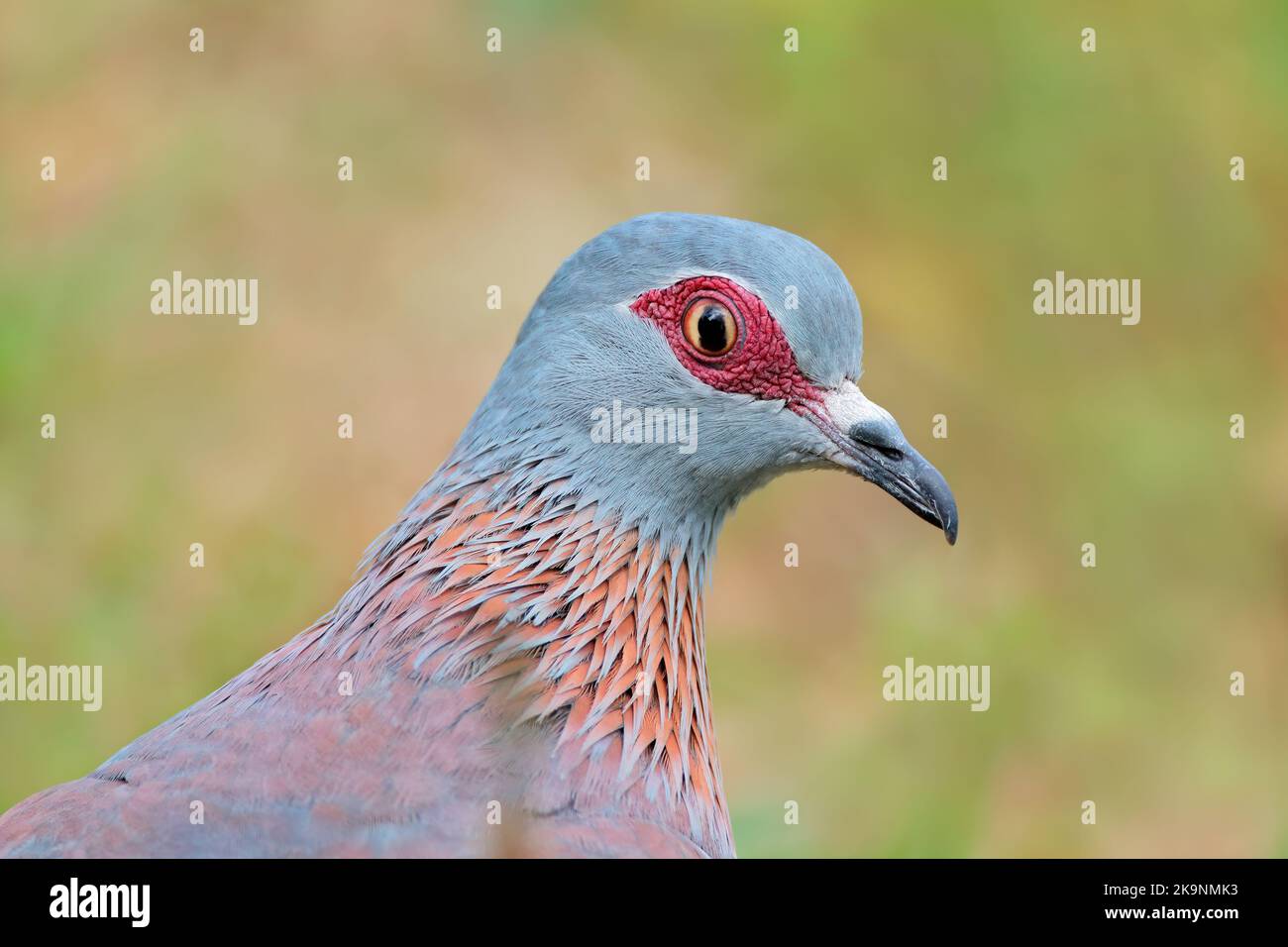 Close-up portrait of a rock pigeon (Columba guinea), South Africa Stock Photo