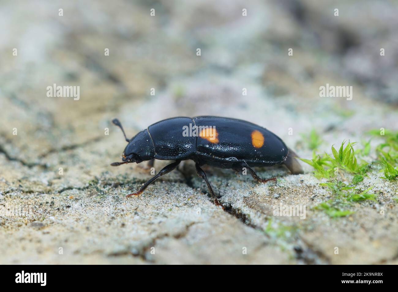 Detailed closeup on the colorful four spotted sap beetle, Glischrochilus hortensis , sitting on the ground Stock Photo