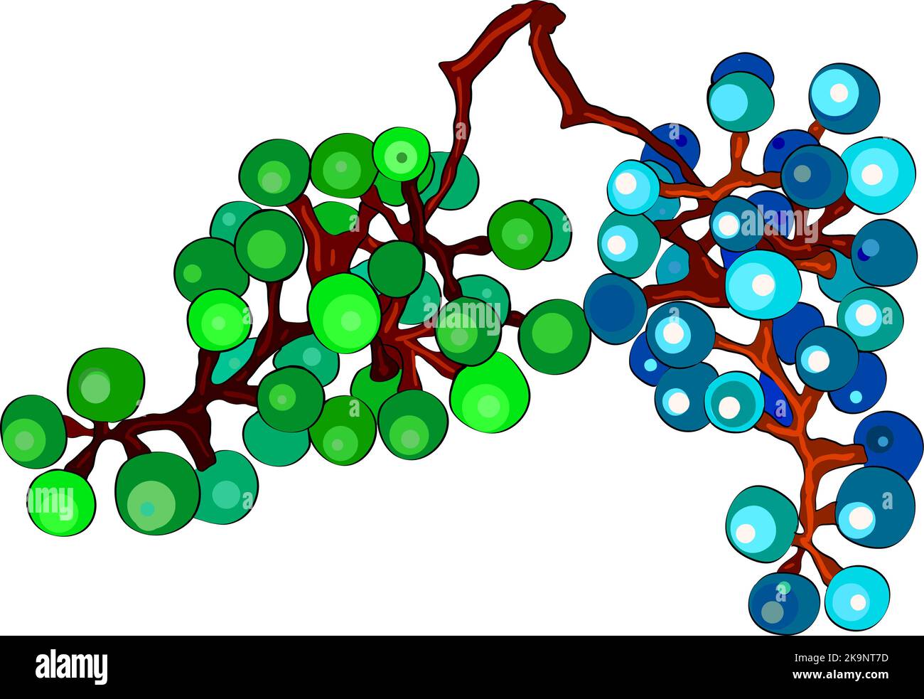 Decorative design element. Grape vine on white background. Stock Vector