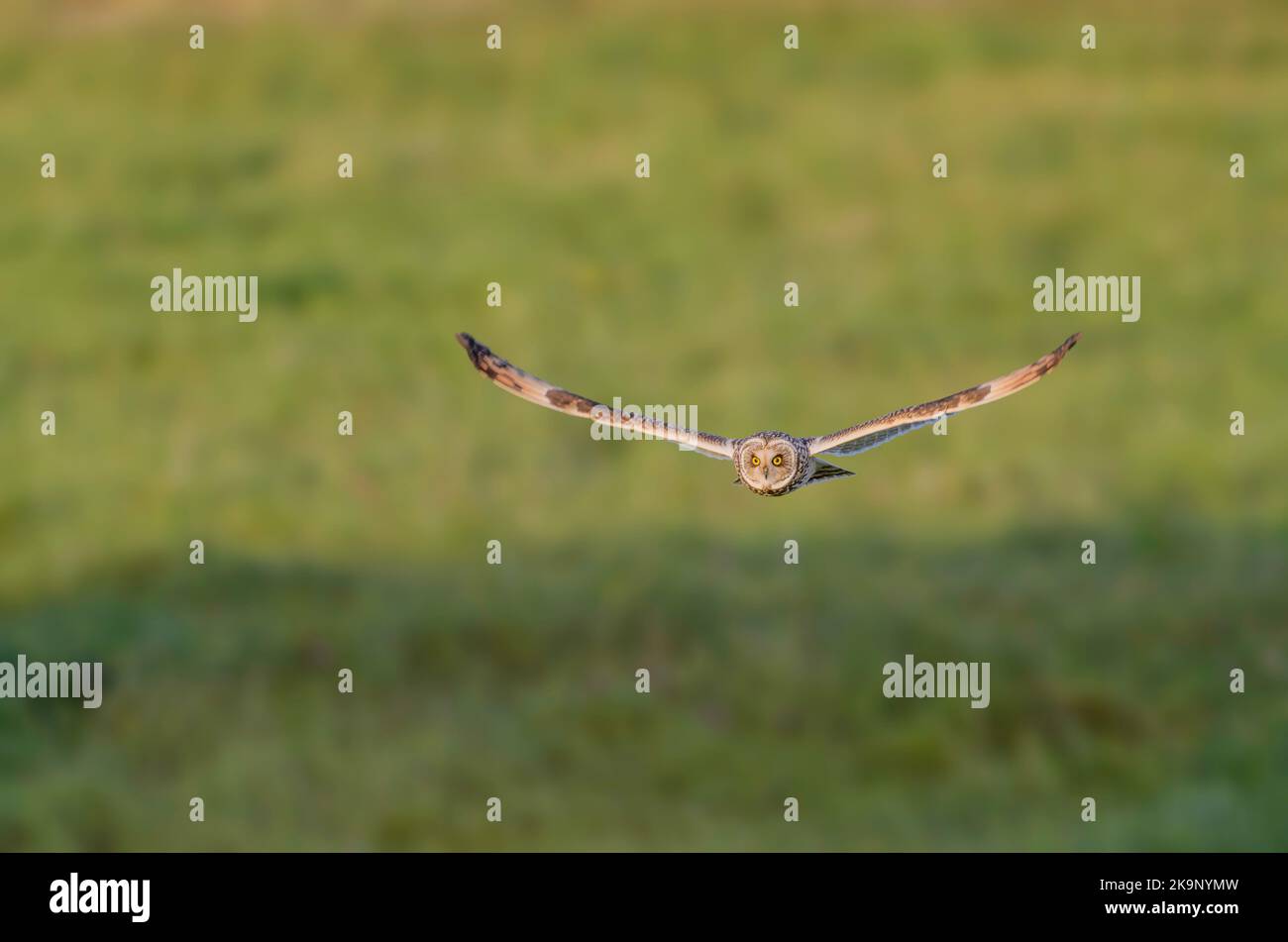 Short Eared Owl, Asio Flammeus, hunting. Stock Photo