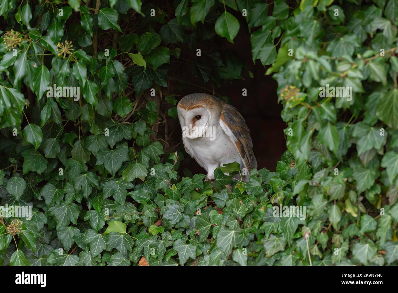 Barn owl, Tyto Alba, captured in a window surrounded by ivy Stock Photo