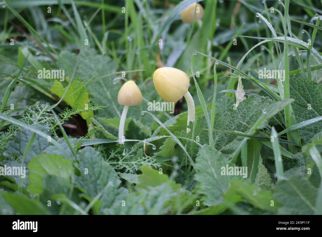 yellow Field-Cap Mushrooms, one of which hangs his Head Stock Photo