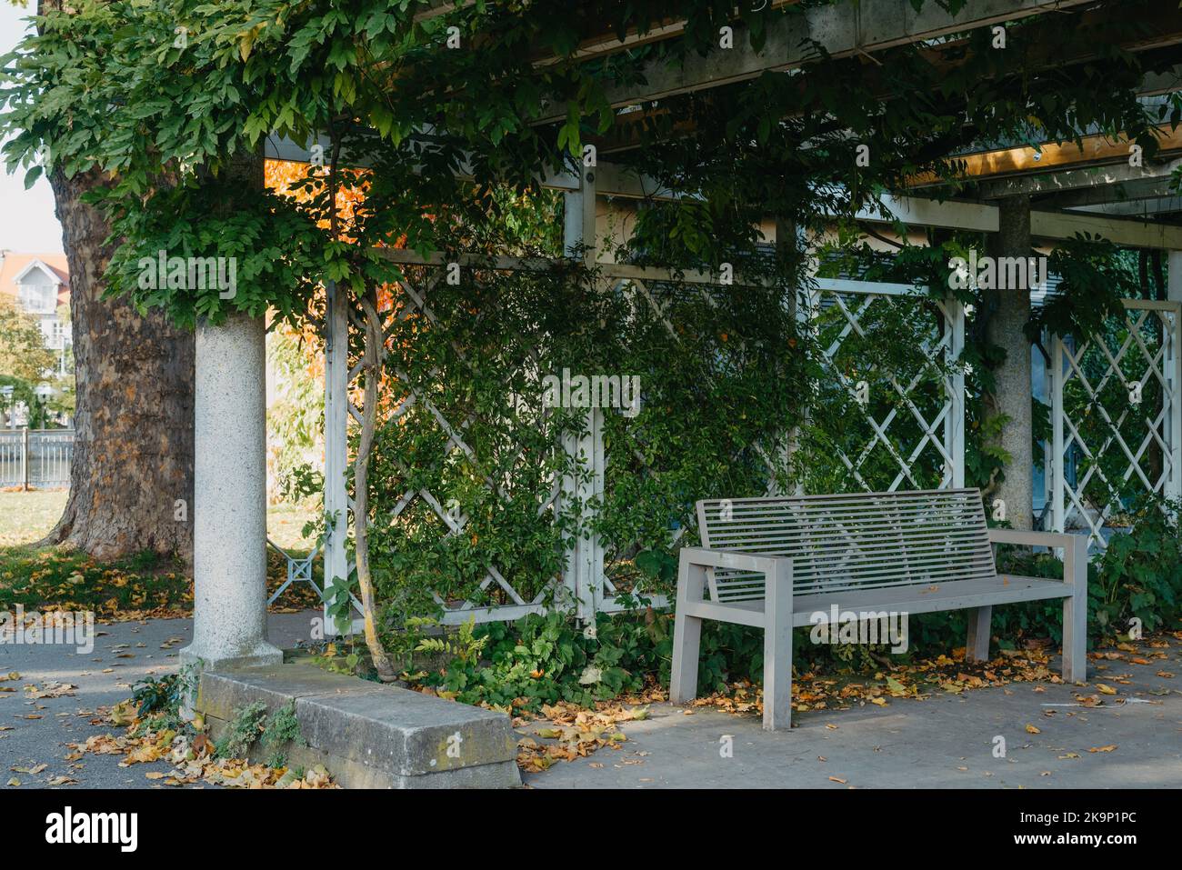 White Park Bench With Stone Wall And Green Leaves Of The Ivy In Quiet ...