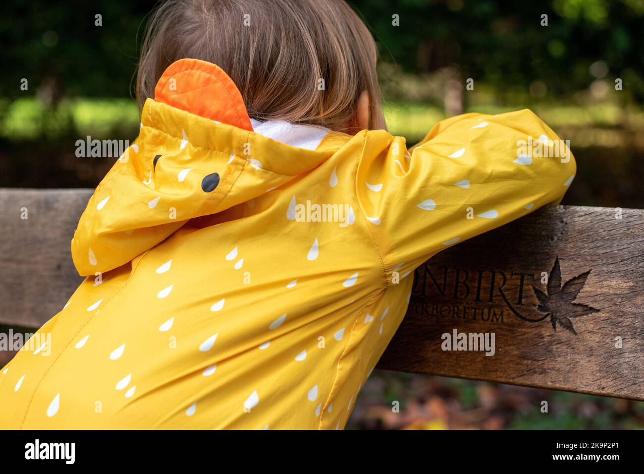 Child children enjoying Autumn Fall colours in Westonbirt national arboretum near Tetbury in Gloucestershire, UK Stock Photo