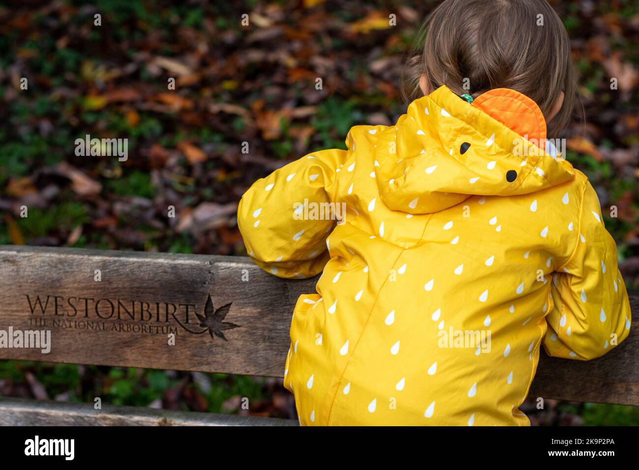 Child children enjoying Autumn Fall colours in Westonbirt national arboretum near Tetbury in Gloucestershire, UK Stock Photo