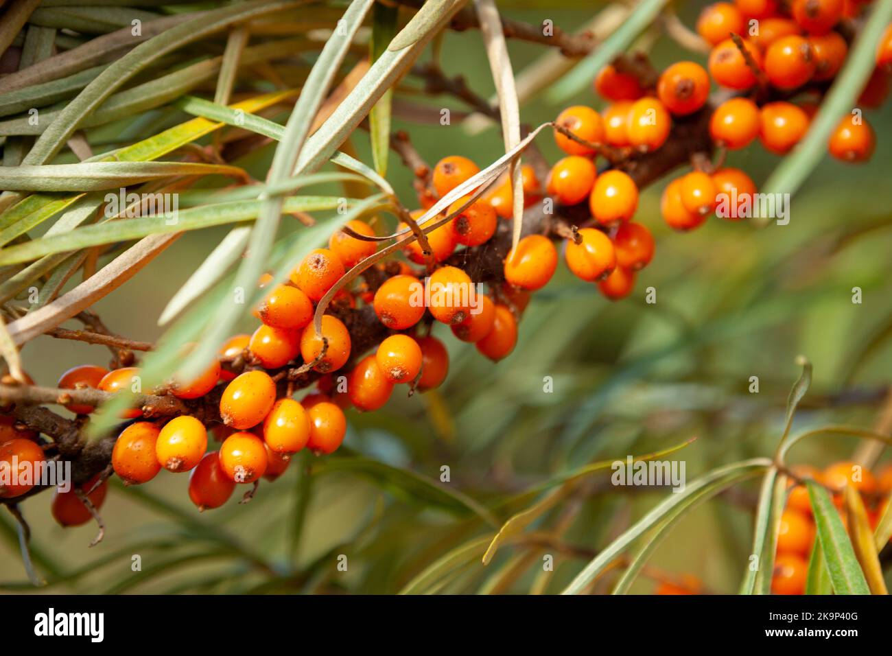 Branch of ripe orange sea buckthorn berries in a garden. Natural ...