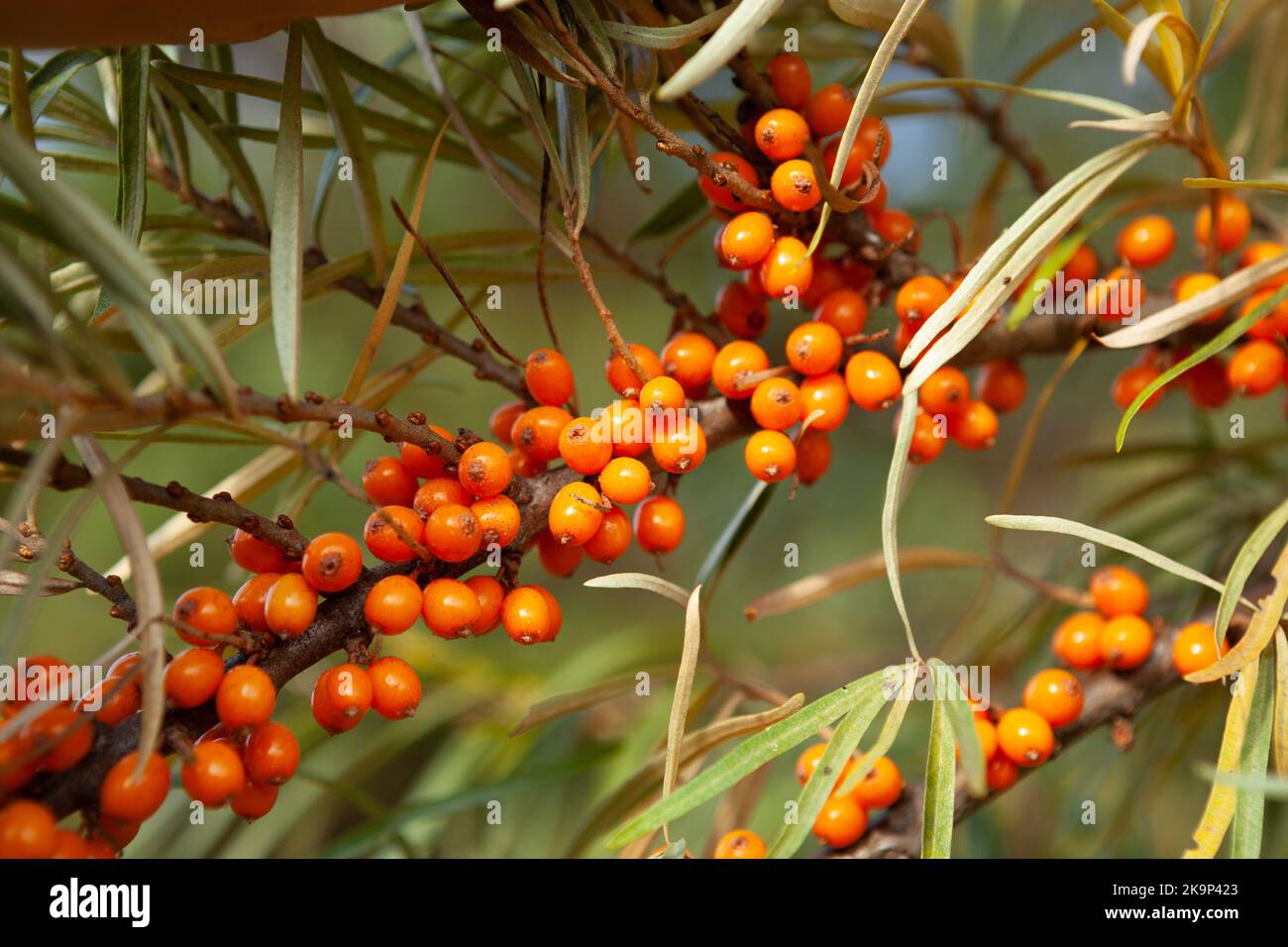 Branch of ripe orange sea buckthorn berries in a garden. Natural, herbal medicine, source of vitamins and energy Stock Photo