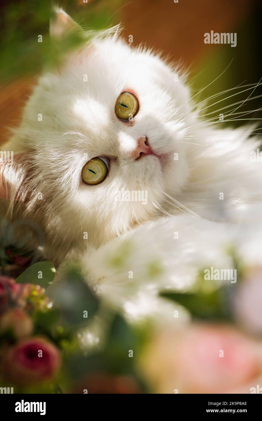 Persian cat lying between summer flowers Stock Photo