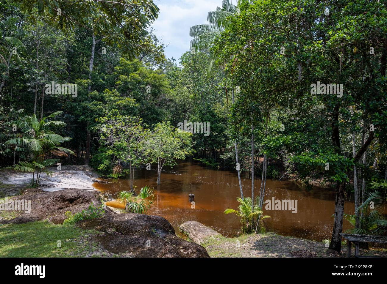 Dark brown, organic rich water in a stream running through tropical forest in the Amazon basin. Amazonas, Brazil Stock Photo