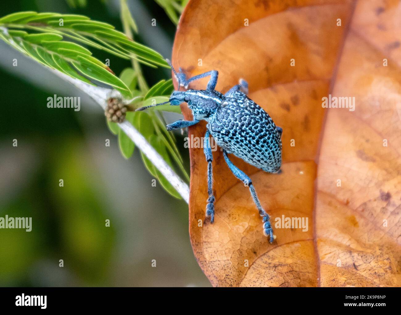 A Broad-nosed Weevil beetle (Entimus granulatus) on a brown leaf. Amazonas, Brazil Stock Photo