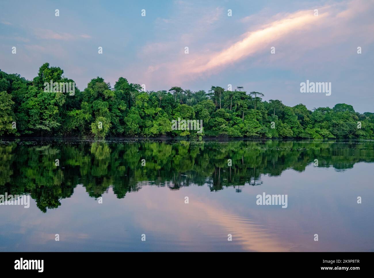 Tropical forest along Rio Negro, a main tributary to the Amazon River. tropicalAmazonas, Brazil Stock Photo