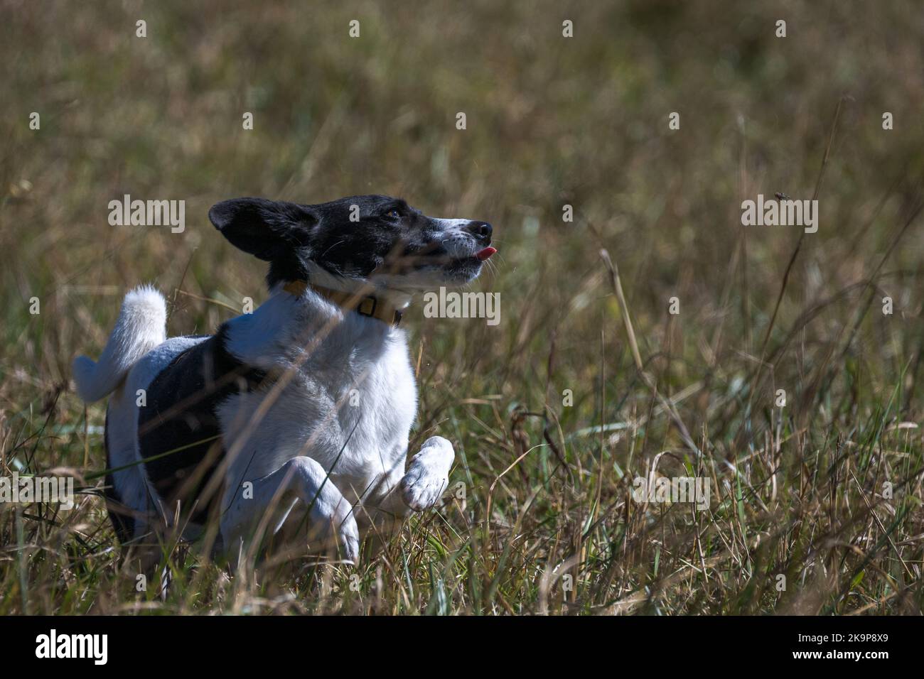 A black and white dog in a field Stock Photo - Alamy