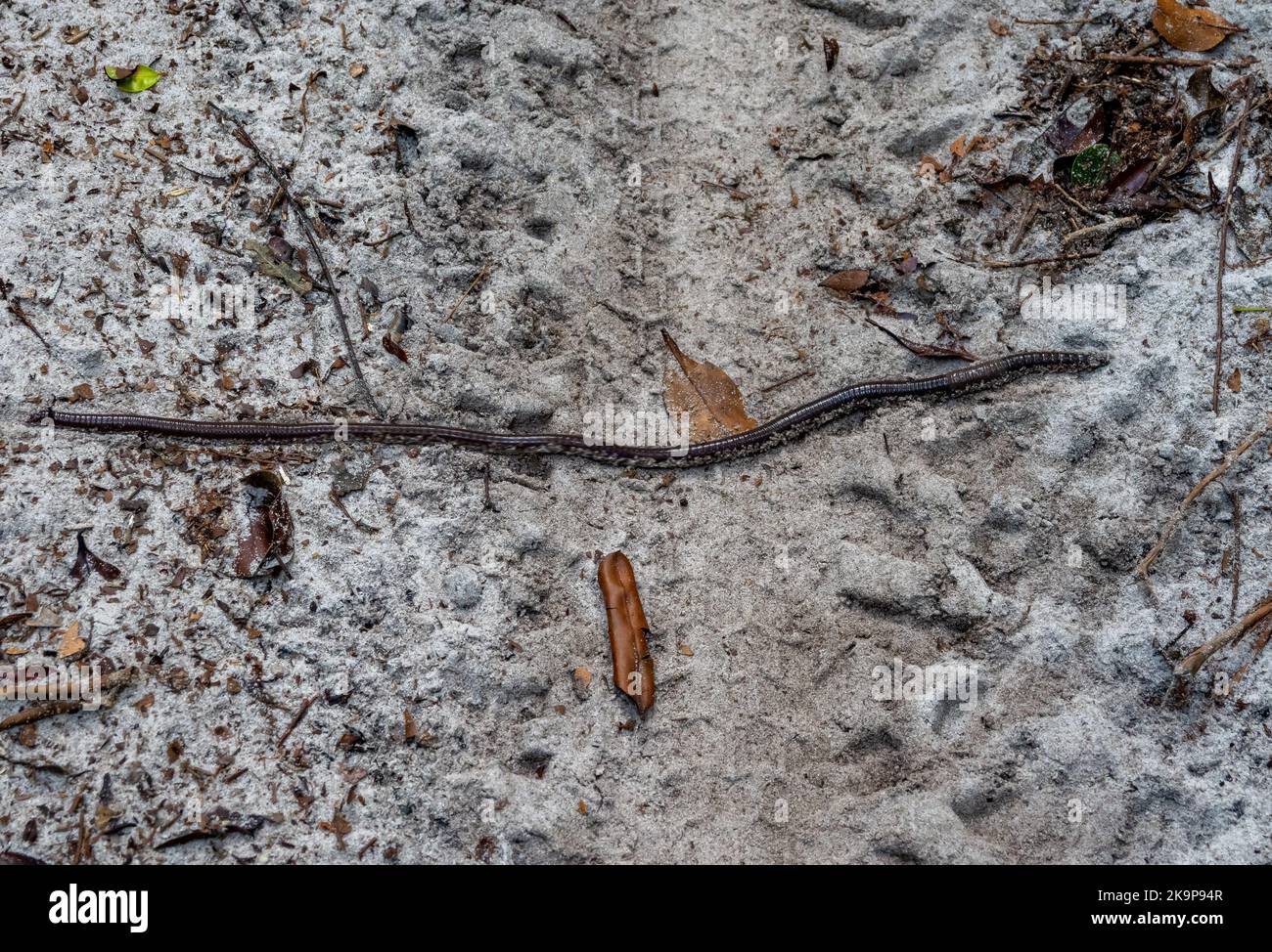 A giant earthworm (Rhinodrilus sp.) over 30 cm long crossing a sandy trail. Amazonas, Brazil Stock Photo