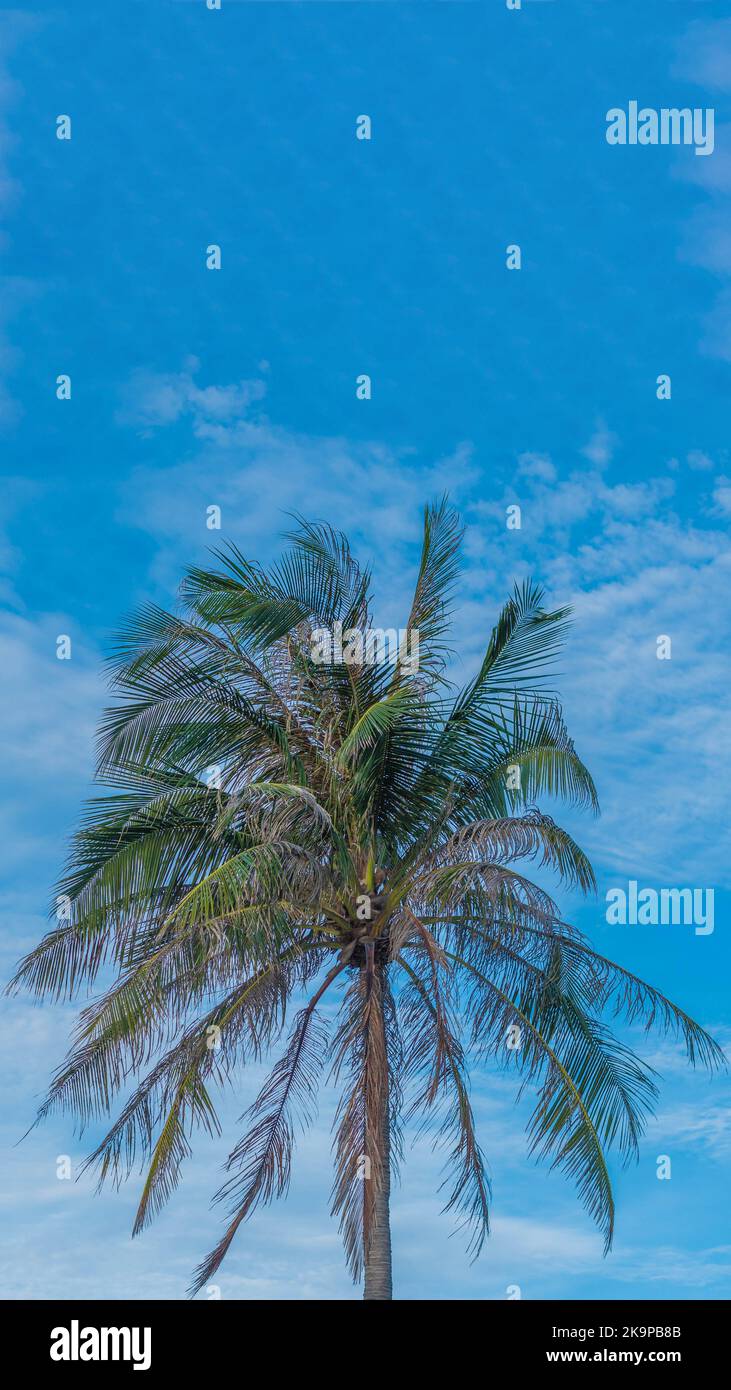 VERTICAL tropical coconut green palm tree sky white clouds background