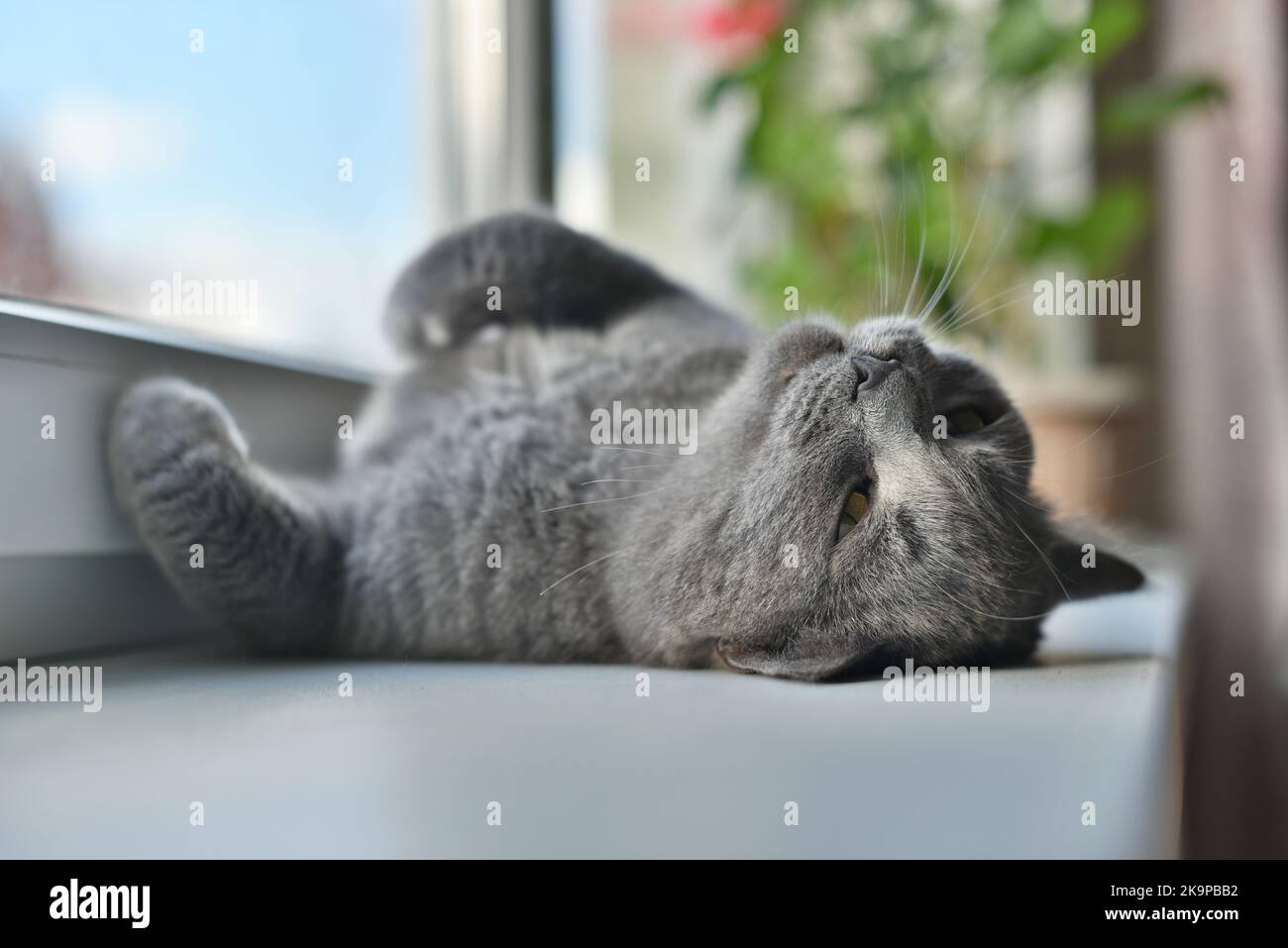 Gray purebred cat sleeping funny by the window. Stock Photo