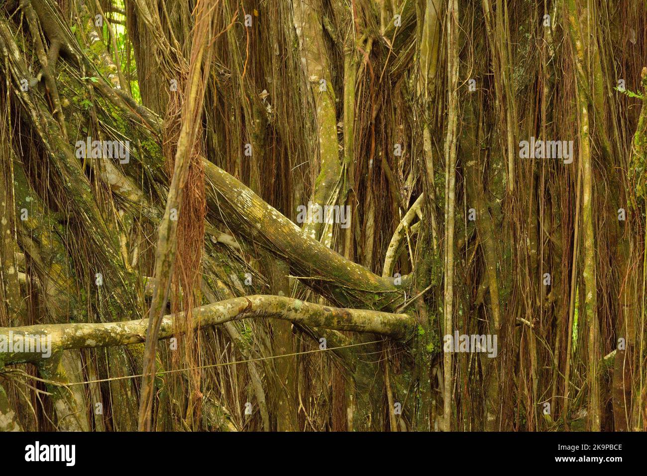 Scenic impressions from the magic landscape and eastern coastline along Mamalahoa Hwy towards Hilo, Big Island HI Stock Photo