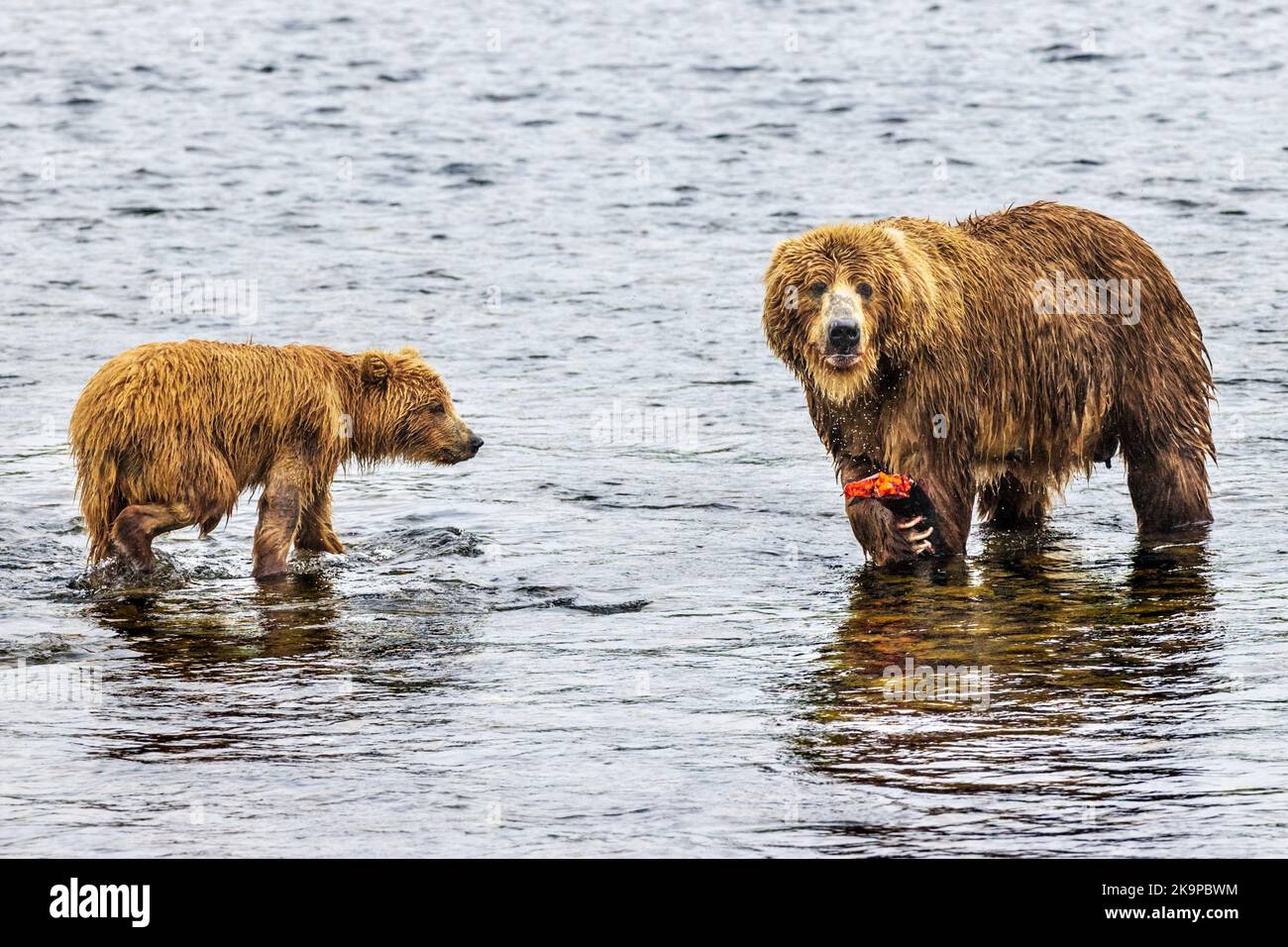 Bear cub & fish by Maria Guyda