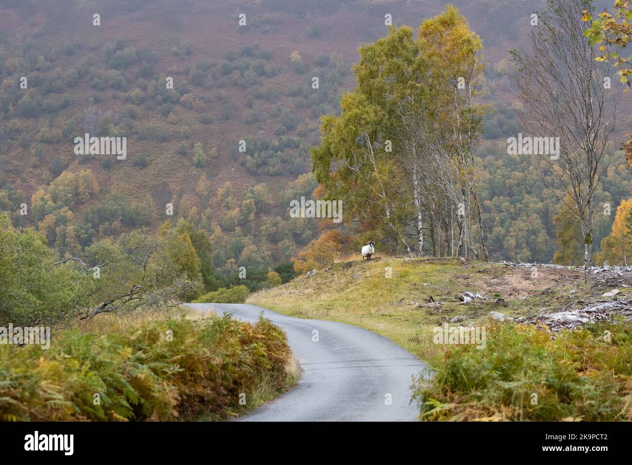 Glen Lyon in autumn Breadalbane, Perthshire, Scotland, UK Stock Photo