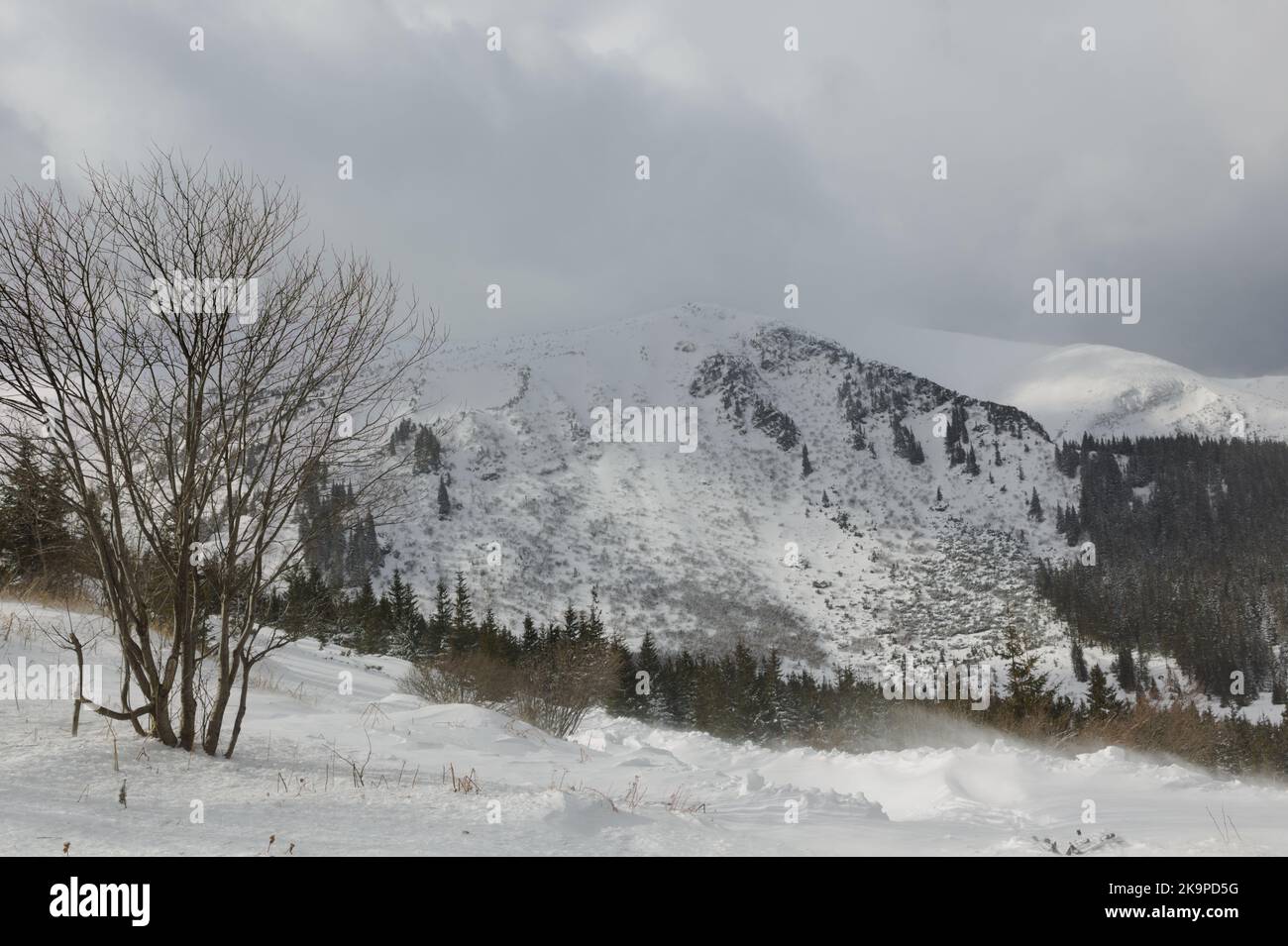 Hoverla mountain, the highest top of Ukrainian Carpathian mountains, in a cloudy winter day Stock Photo
