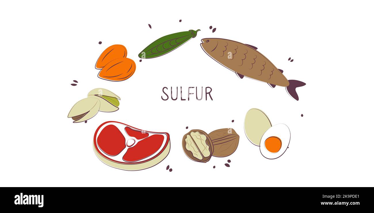 Sulfur-containing food. Groups of healthy products containing vitamins and minerals. Set of fruits, vegetables, meats, fish and dairy. Stock Vector