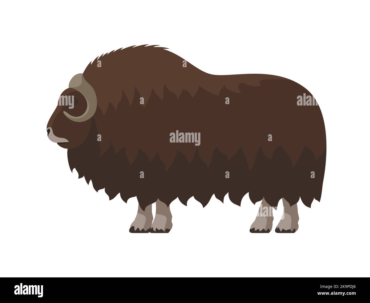 Muskox with thick fur. Vector illustration of a brown muskox with horns and thick fur isolated on white. Flat design, side view. Stock Vector