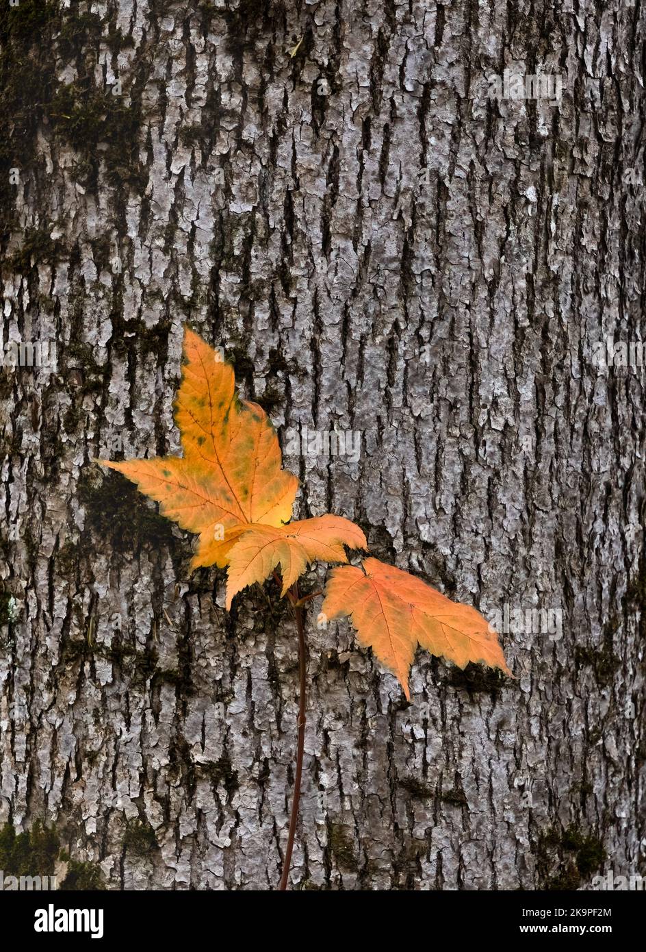 Red Maple leaves on bark in autumn Stock Photo