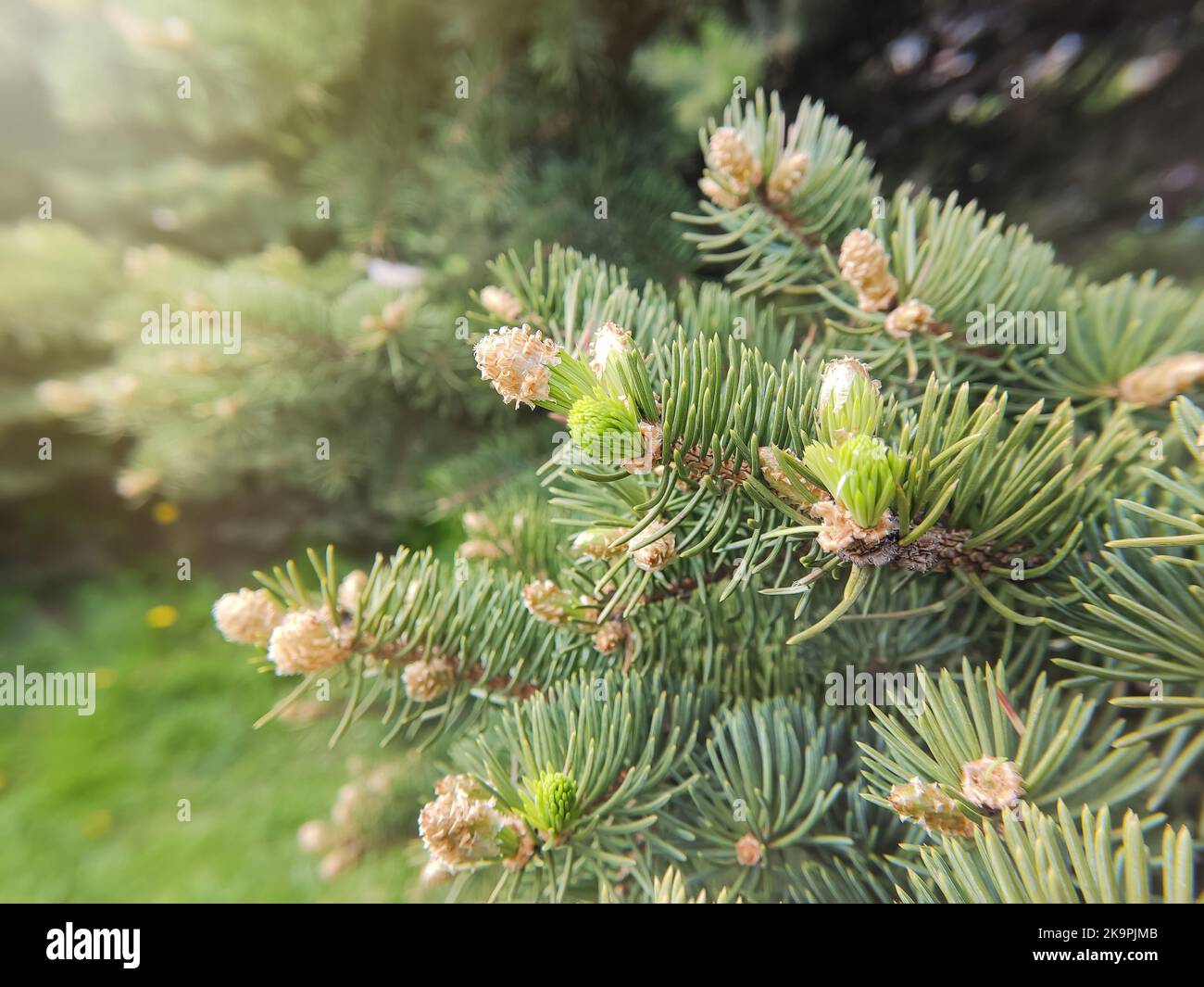 Branches of a green spruce with young small cones, in spring. Stock Photo